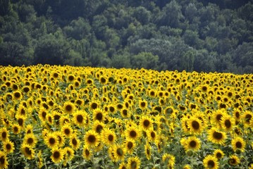 yellow sunflowers field in summer