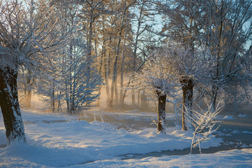 Drzewa w śniegu i słońcu