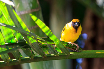 Yellow bird