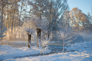 Drzewa w śniegu i słońcu - 213834341