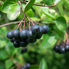 Branch filled with aronia berries.