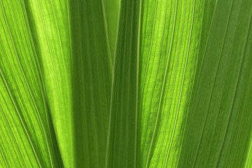 Natural green background. Close-up of the stems of gladiolus divergent fan.