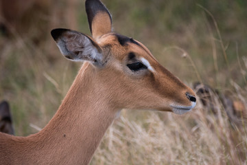 Female Impala Antelope in Kruger National Park, South Africa