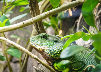 Close-up of a green beautiful lizard or Lacertilia with big black eyes