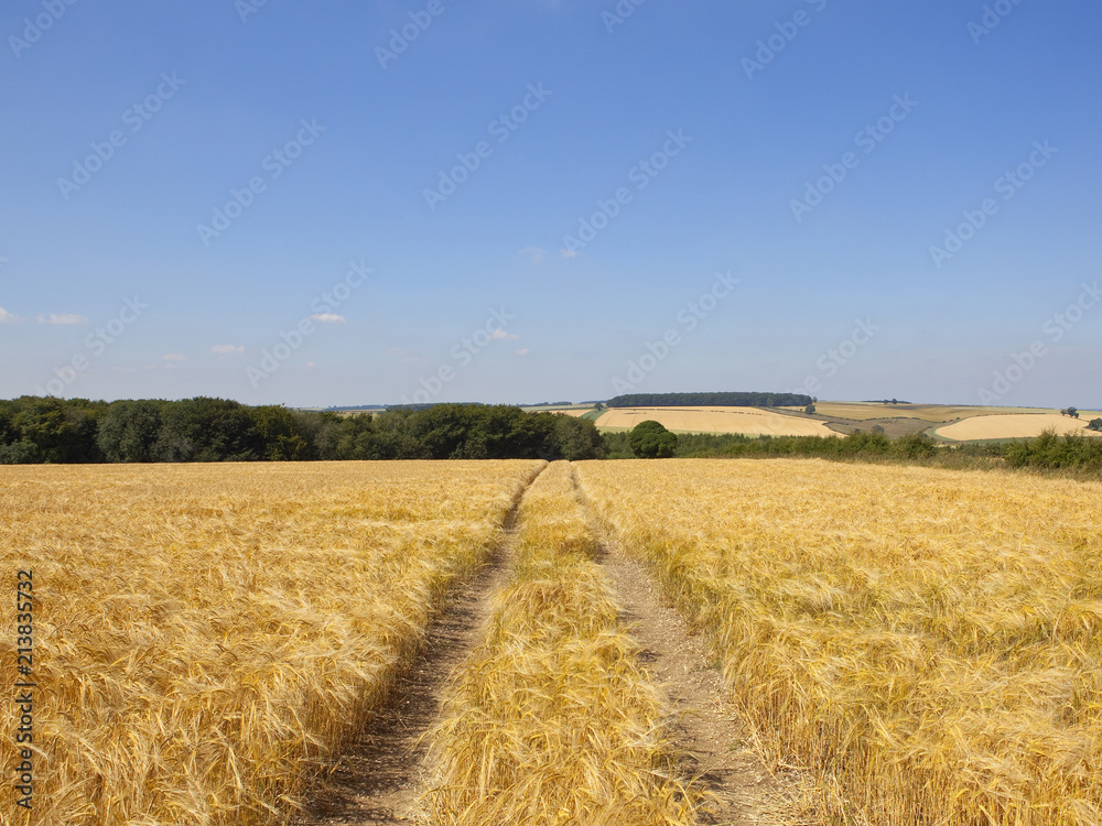 Poster golden barley and woodland