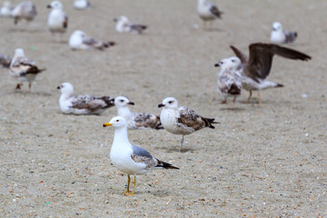 Seagulls