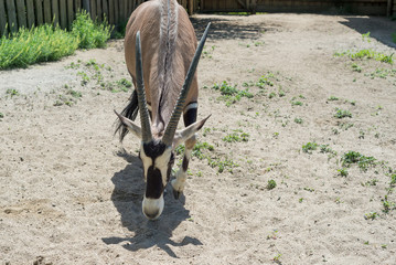 Antelope, ox, oryx - a beautiful ungulate animal on the brink of extinction. Orix living in the zoo.