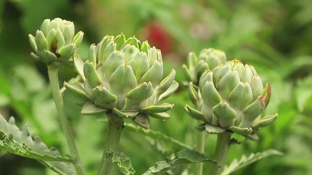 Artichoke with purplish flower growing in the field. Natural agriculture image with water drops in the garden. Plant in the rain, close up, dynamic scene, toned video.