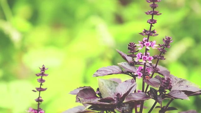 Red basil blossom with water drops in the garden. Plant in the rain, close up, dynamic scene, toned video.