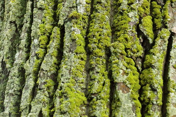 Obraz premium of poplar bark texture background with moss green color