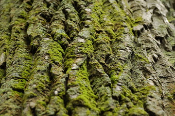 of poplar bark texture background with moss green color