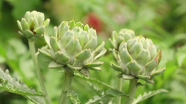 Artichoke with purplish flower growing in the field in Ukraine. Natural agriculture image with water drops in the garden. Plant in the rain, close up, dynamic scene, toned video.