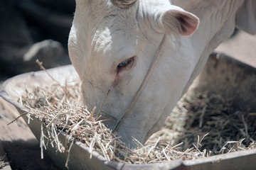 african village closeup - white bull eating outdoors in sunlight