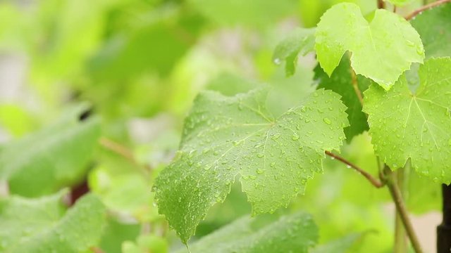 Green grape leaves on the branch with water drops in the garden. Plant in the rain, close up, dynamic scene, toned video.