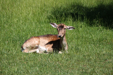 Ein Damwild Weibchen