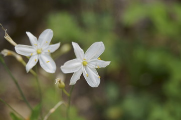 White wildflower -   flowers growing in the forest
