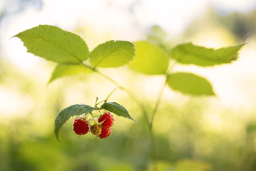 Ripe raspberries on raspberry bushes in nature