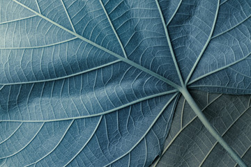 Macro image of blue leaves, natural background