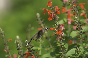 A Wonderful Day in the Garden