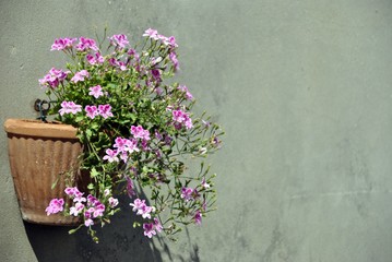 Fototapeta na wymiar pot of flowers aginst a grey wall