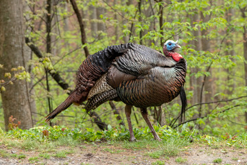 Wild turkey in Great Smokey Moauntains NP © Marc