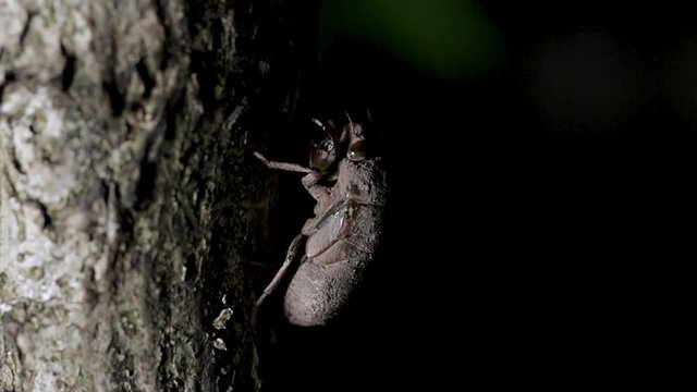 Cicada nymph climbing a tree at night looking for a spot to transform into an adult. Baby insect moving slowly up the bark of a tree. Camouflage insects in nature. 