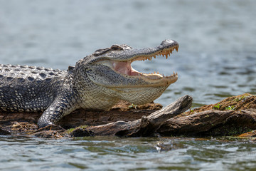 Alligator in Lake Martin