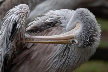 Deurstickers Pink-backed pelican © Marc