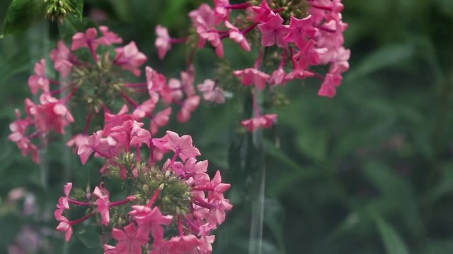 Beautiful pink flowers with water drops in the garden. Phlox in the shower rain, close up, dynamic scene, toned video.