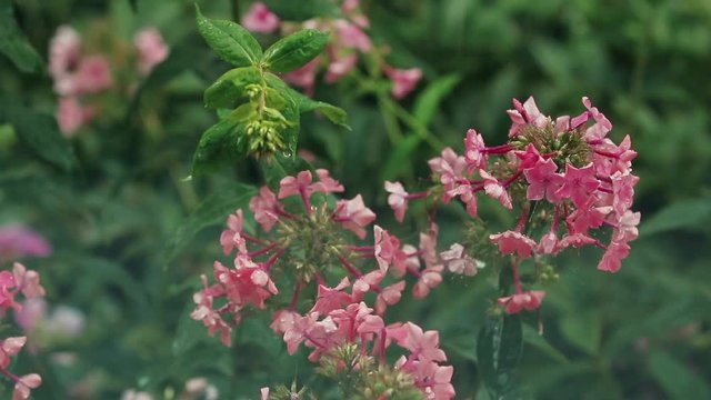 Beautiful pink flowers with water drops in the garden. Phlox in the shower rain, close up, dynamic scene, toned video.