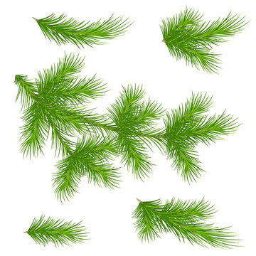 Pine branches on a white background. Set for decor. Christmas. Vector. Eps 10.