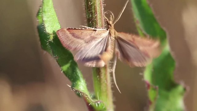 Schmetterling, Falter auf einer Pflanze im Wind