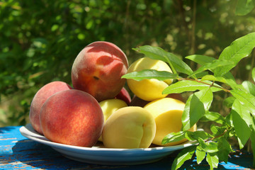 peaches and apricots among the leaves