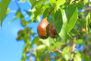 varieties of red pears, pear Duchess grows on a tree