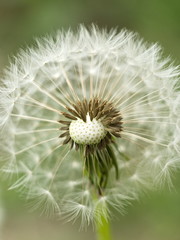 Dandelion. Fluffy white flower.
