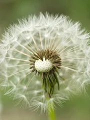 Fototapete Dandelion. Fluffy white flower. © Oleksii