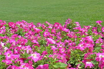 flowers on the lawn
