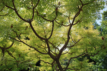 vinegar tree, horns of sumac