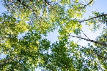 Trees and blue sky in the forest. Bottom view.