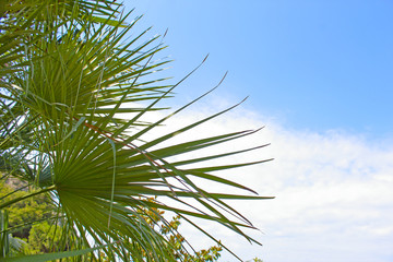 Palm tree against the clear sky