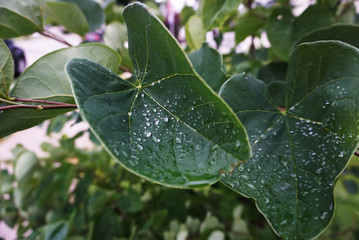 Beautiful Drops of Transparent Dew on a Large Green Leafs Close-up. Drops of Rain Water in the Sunshine Glow. Natural background. Macro foto.