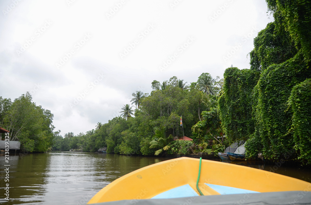 Wall mural view from a boat on a river with a green tropical forest in the jungle of sri lanka