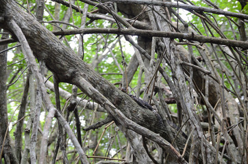 Varan on dry branches in the tropical jungle of Sri Lanka