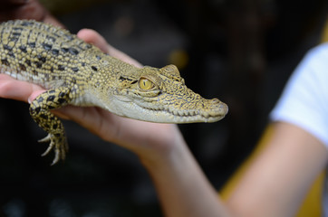 Person holds a small crocodile close-up, Jungle of Sri Lanka