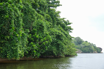 Fototapeta na wymiar Mangrove trees on the river Bentota Ganga in the southwest Sri Lanka
