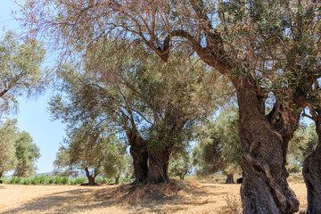 A stand of old Olive trees plantation,