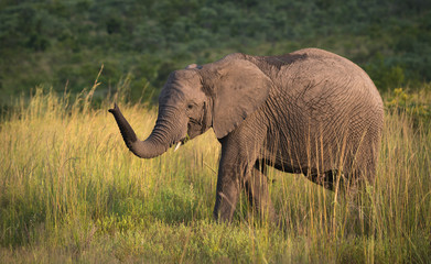 Walking Elephant with trunk in the air