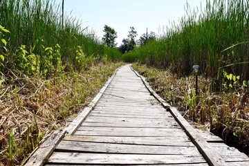 Fototapeta premium planked boardwalk with tall grass from boat dock to shore