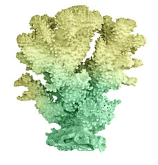 coral isolated on white background