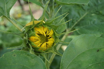 sunflower